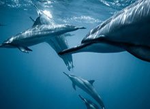 辉达娱乐-英超-马杜埃凯破门波特扳平 阿森纳1-1布伦特福德